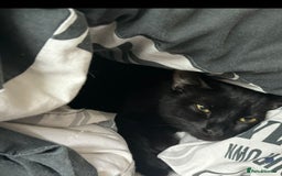 British Shorthair cats for sale: Socialable and loving lap cat looking for home :) - Advert 2