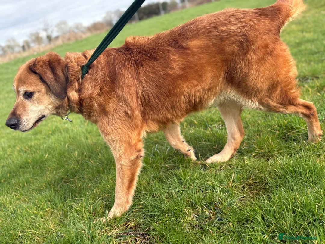 Mixed Breed dogs for adoption: Serghei - Badersfield Norwich  in Norwich - Advert 12