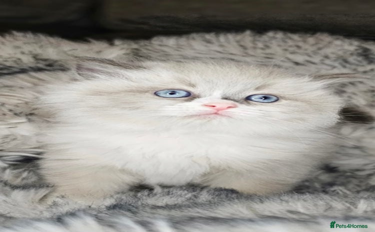 Ragdoll cats Ragdoll Kitten - Advert 10