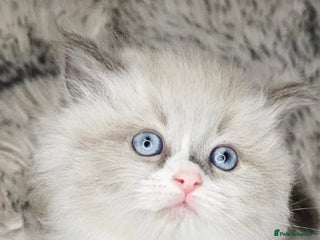 Ragdoll cats Ragdoll Kitten - Advert 1