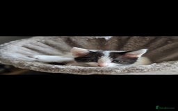 Mixed Breed cats for sale: Domestic short hair x Ragdoll - Image 20