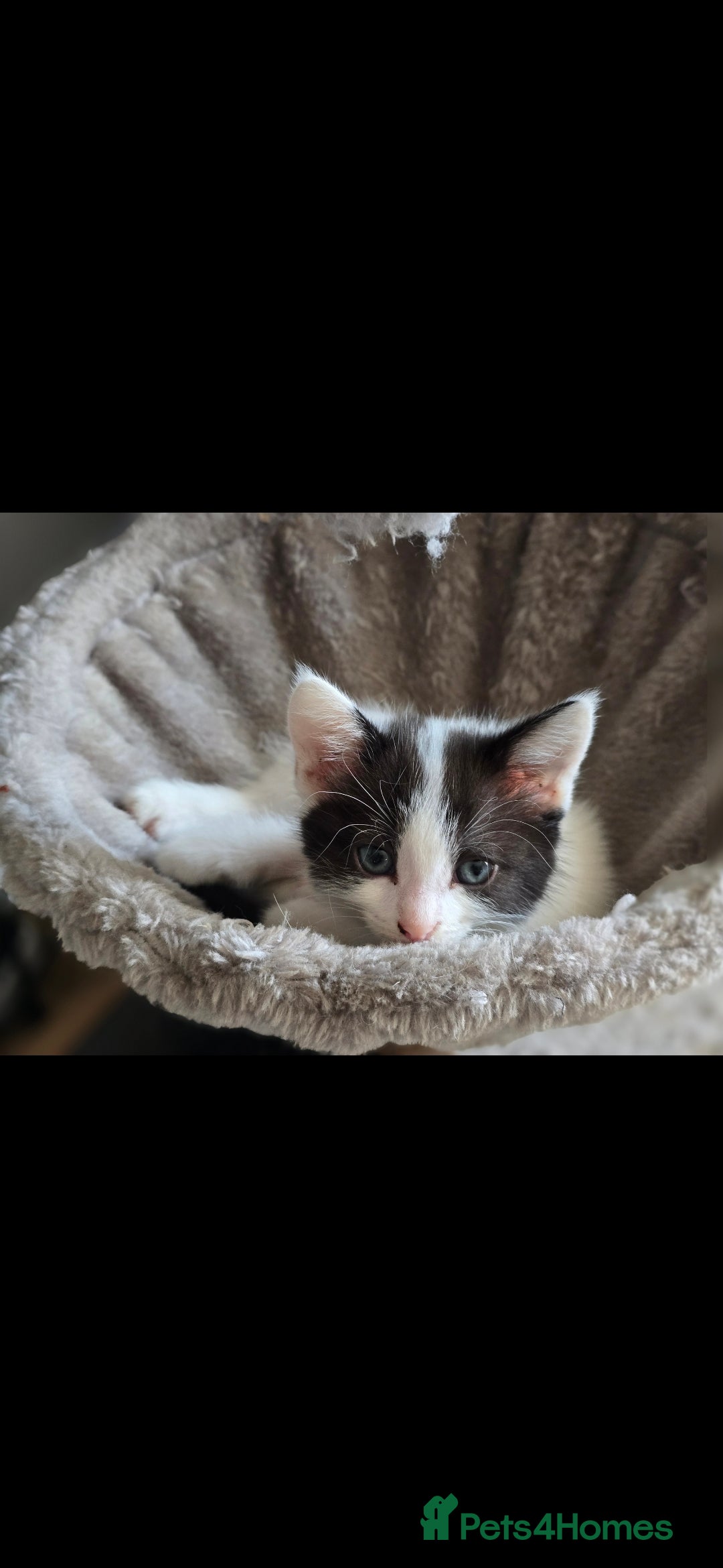 Mixed Breed cats for sale: Domestic short hair x Ragdoll - Image 20