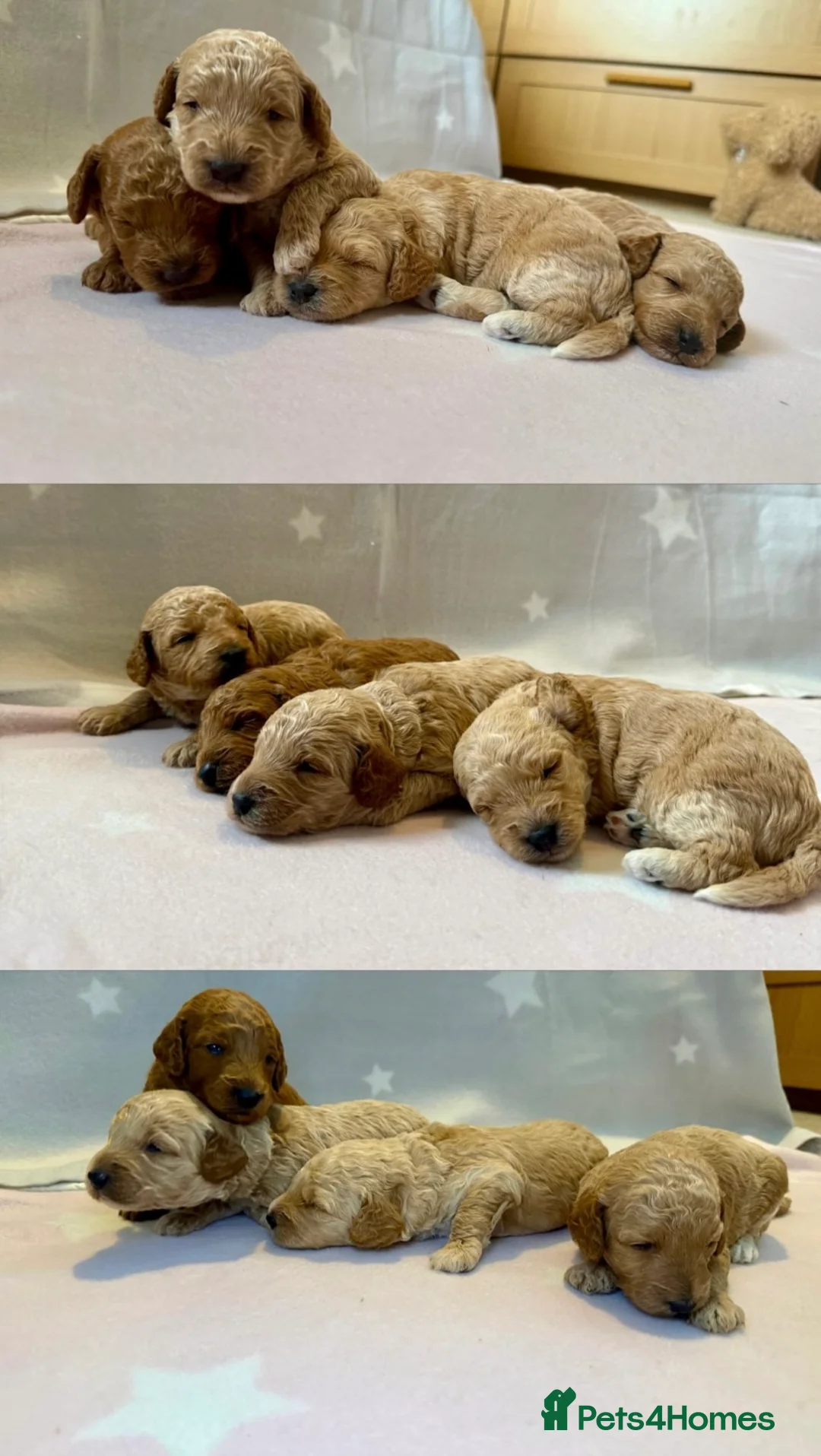 Miniature Poodle dogs for stud: Miniature Poodle for stud in Barnstaple - Advert 5