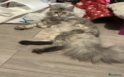 Maine Coon cats for sale: Active TICA Breeding Queen Maine Coon - Image 10