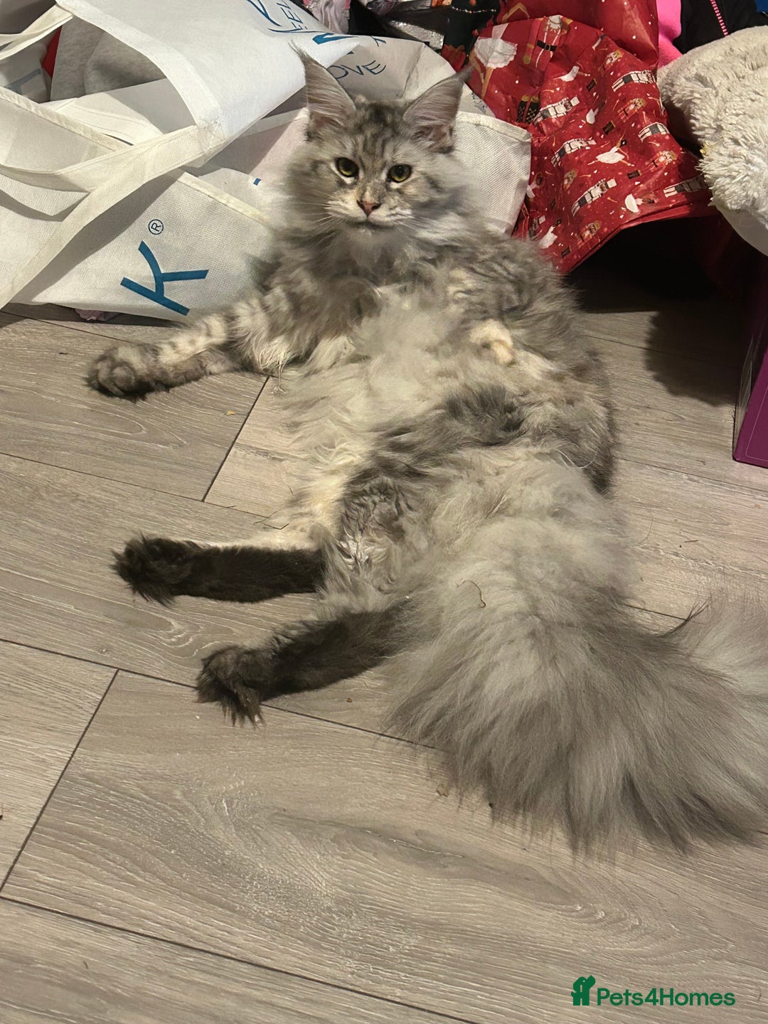 Maine Coon cats for sale: Active TICA Breeding Queen Maine Coon - Image 10