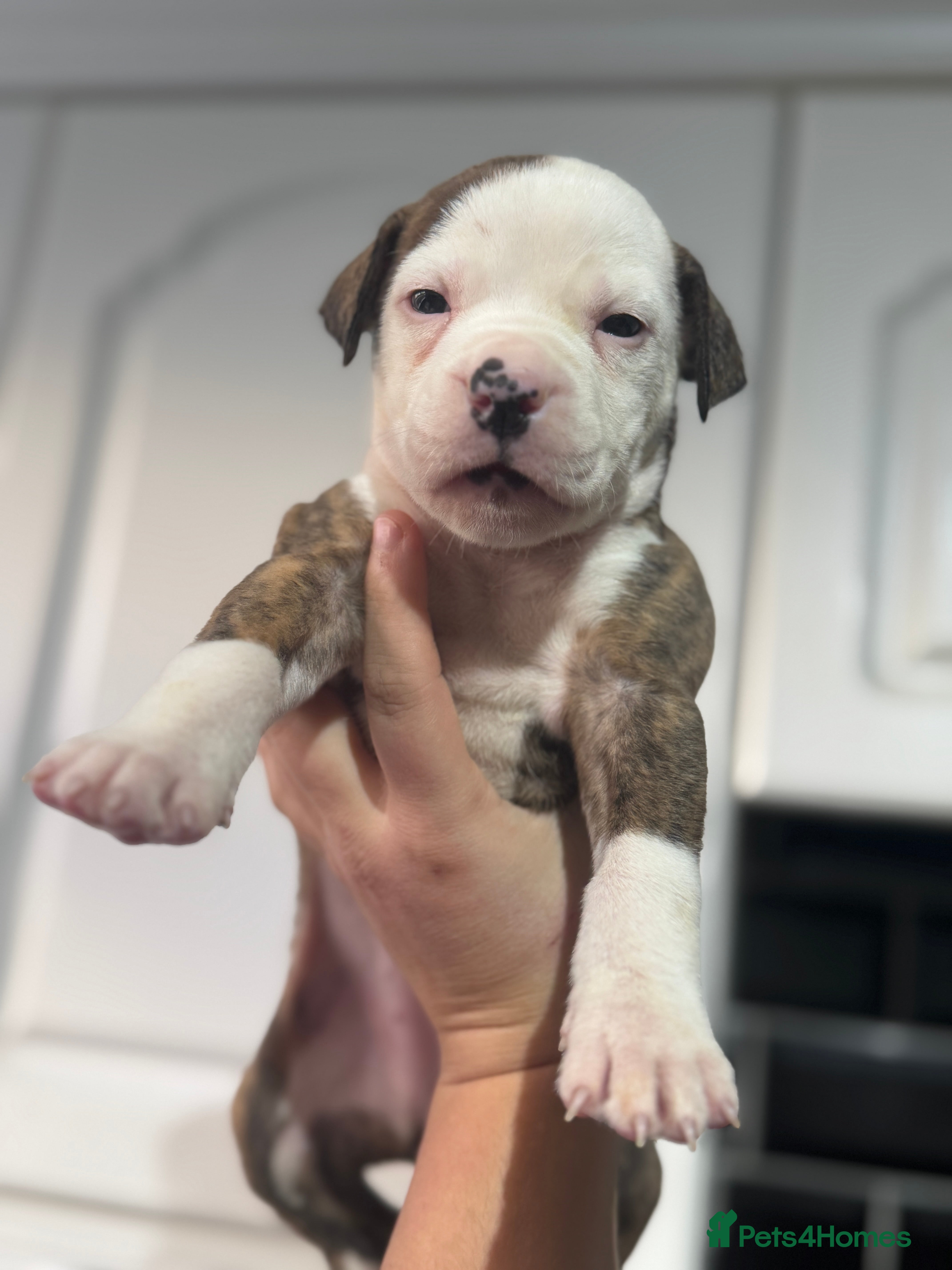 Mixed Breed dogs American bulldog cross Staffy pups - Advert 14