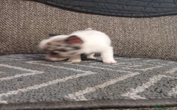 Mixed Breed dogs for sale: Pomeranian cross puppies ready now - Image 26