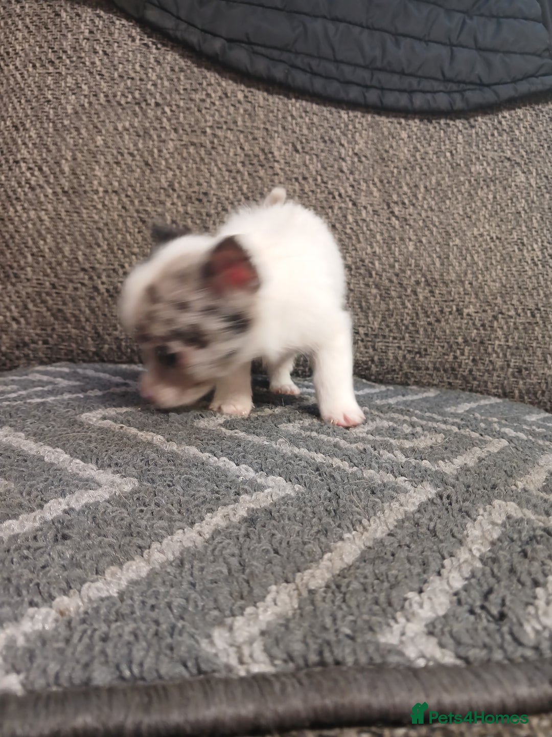 Mixed Breed dogs for sale: Pomeranian cross puppies ready now - Image 26