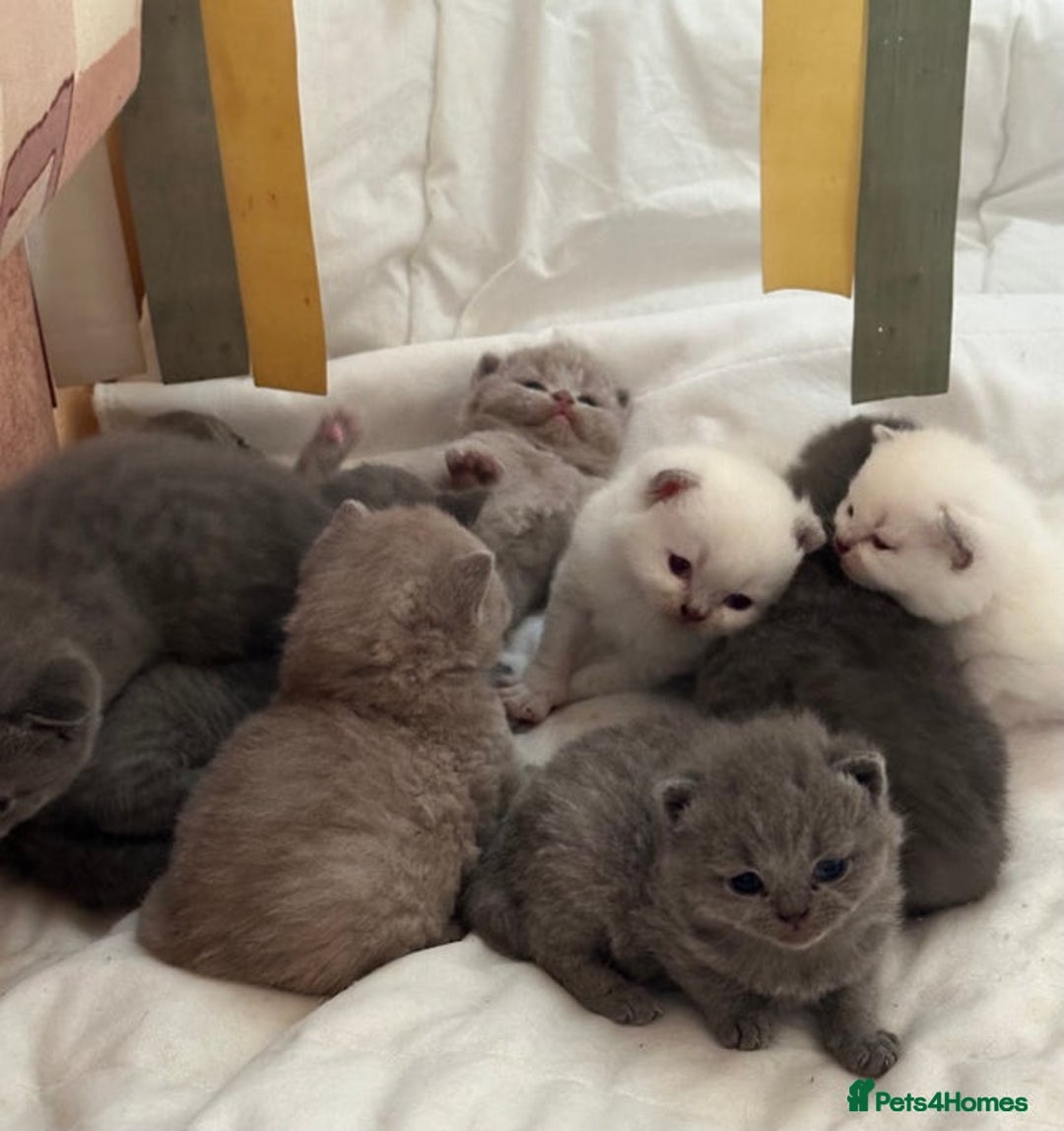 British Shorthair cats for sale: British Shorthair Kittens - Advert 12
