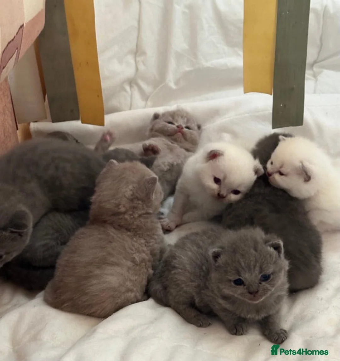 British Shorthair cats for sale: British Shorthair Kittens - Advert 12