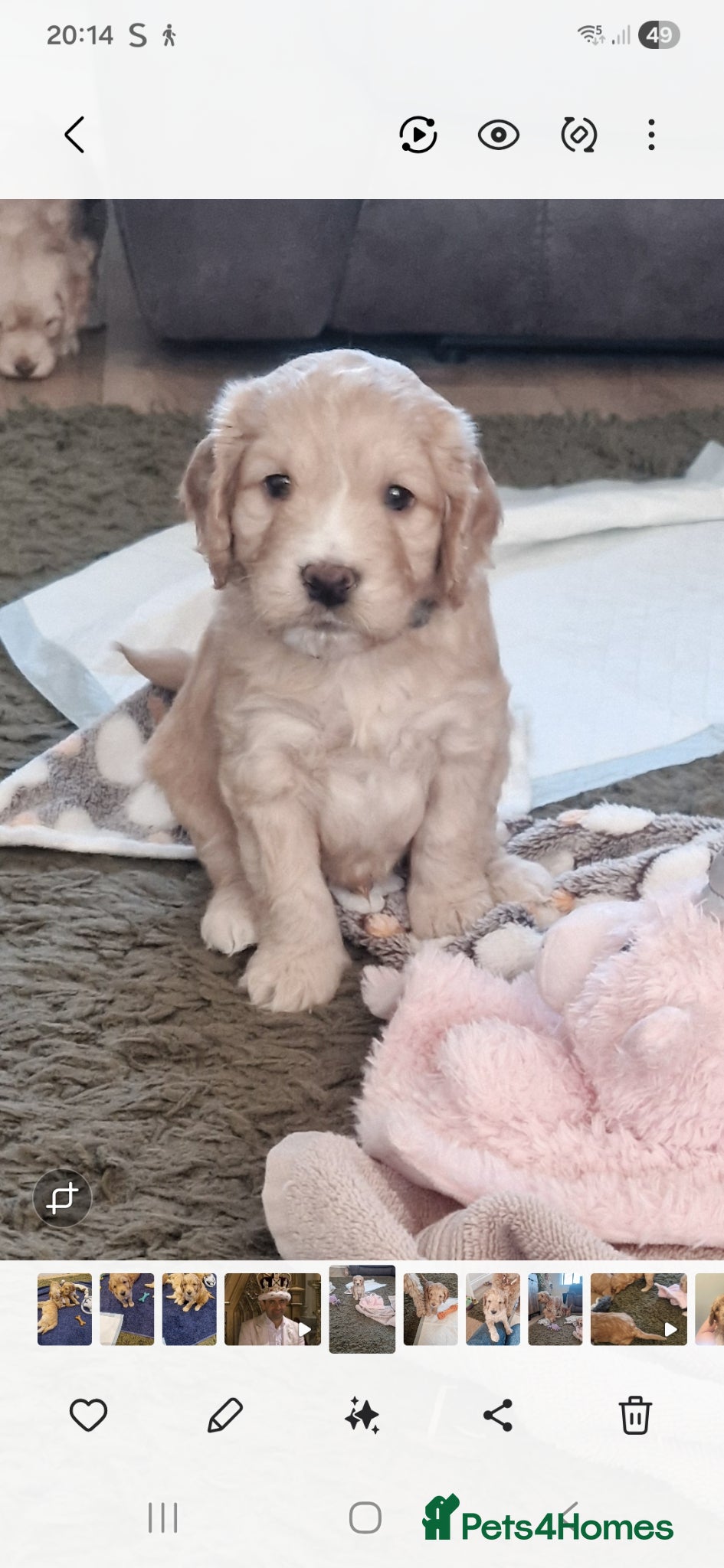 Cockapoo dogs for sale: Last beautiful boy left Gorgeous Golden Cockerpoo - Advert 11