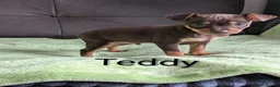 Mixed Breed dogs for sale: Miniature Pinscher x Russian Toy Terrier Puppies - Advert 12