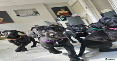Mixed Breed dogs - Advert 2