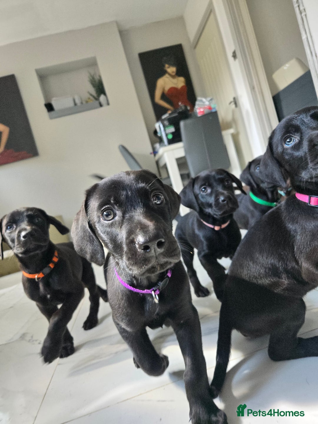 Mixed Breed dogs for sale: Dobermann X Weimaraner Cross Mix Puppies - Image 14