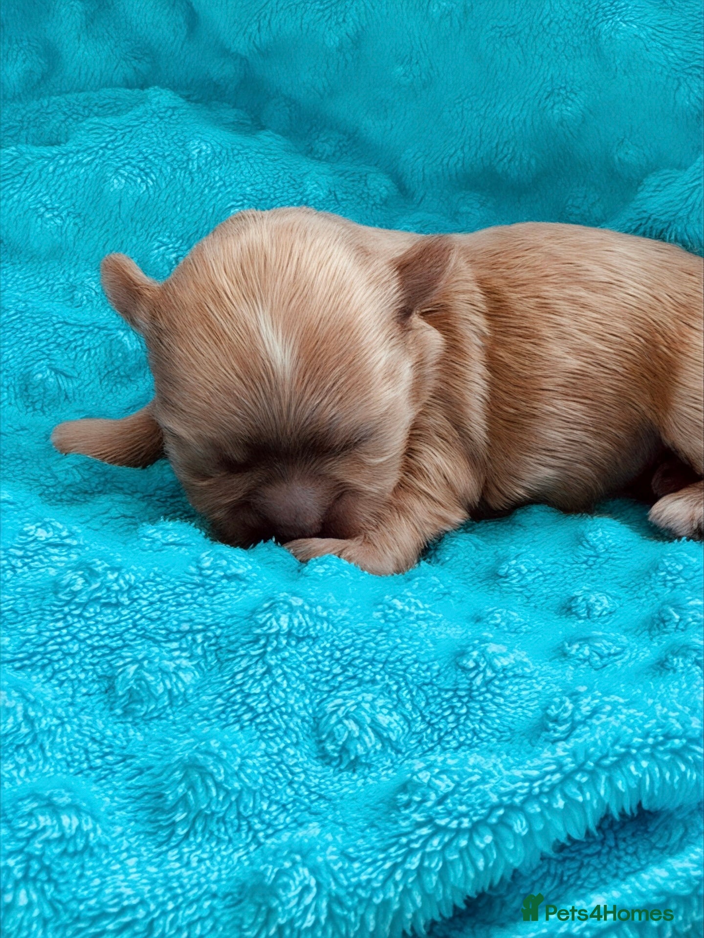 Maltipoo dogs 💎 Prestige Luxury Maltipoo DNA Tested  Parents 💎 - Advert 5