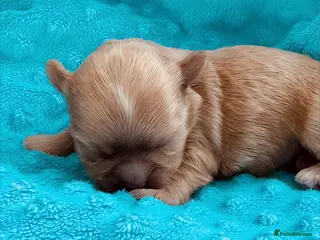Maltipoo dogs 💎 Prestige Luxury Maltipoo DNA Tested Parents 💎 - Advert 5