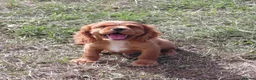 Cavalier King Charles Spaniel dogs for sale: 🐾 Beautiful Cockalier Puppies 🐾 - Advert 6