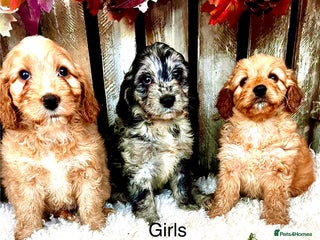 Cockapoo dogs Quality Cockapoo Puppies Blue Merle / Golden - Advert 1
