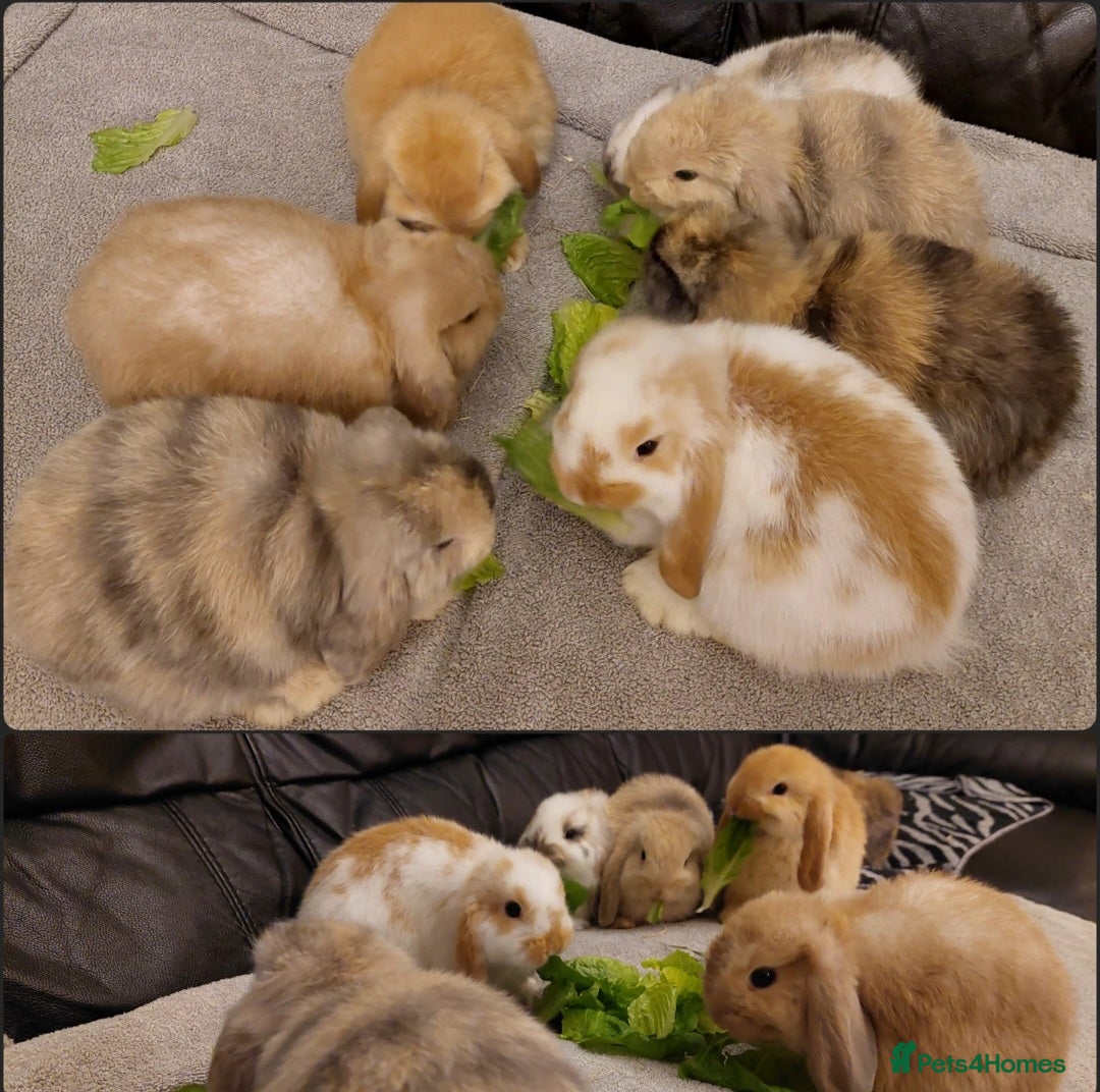 Mini Lop rabbits Stunning mini lop bunnies, 9wks, ready to collect - Advert 3