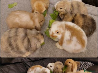 Mini Lop rabbits Stunning mini lop bunnies, 9wks, ready to collect - Advert 3