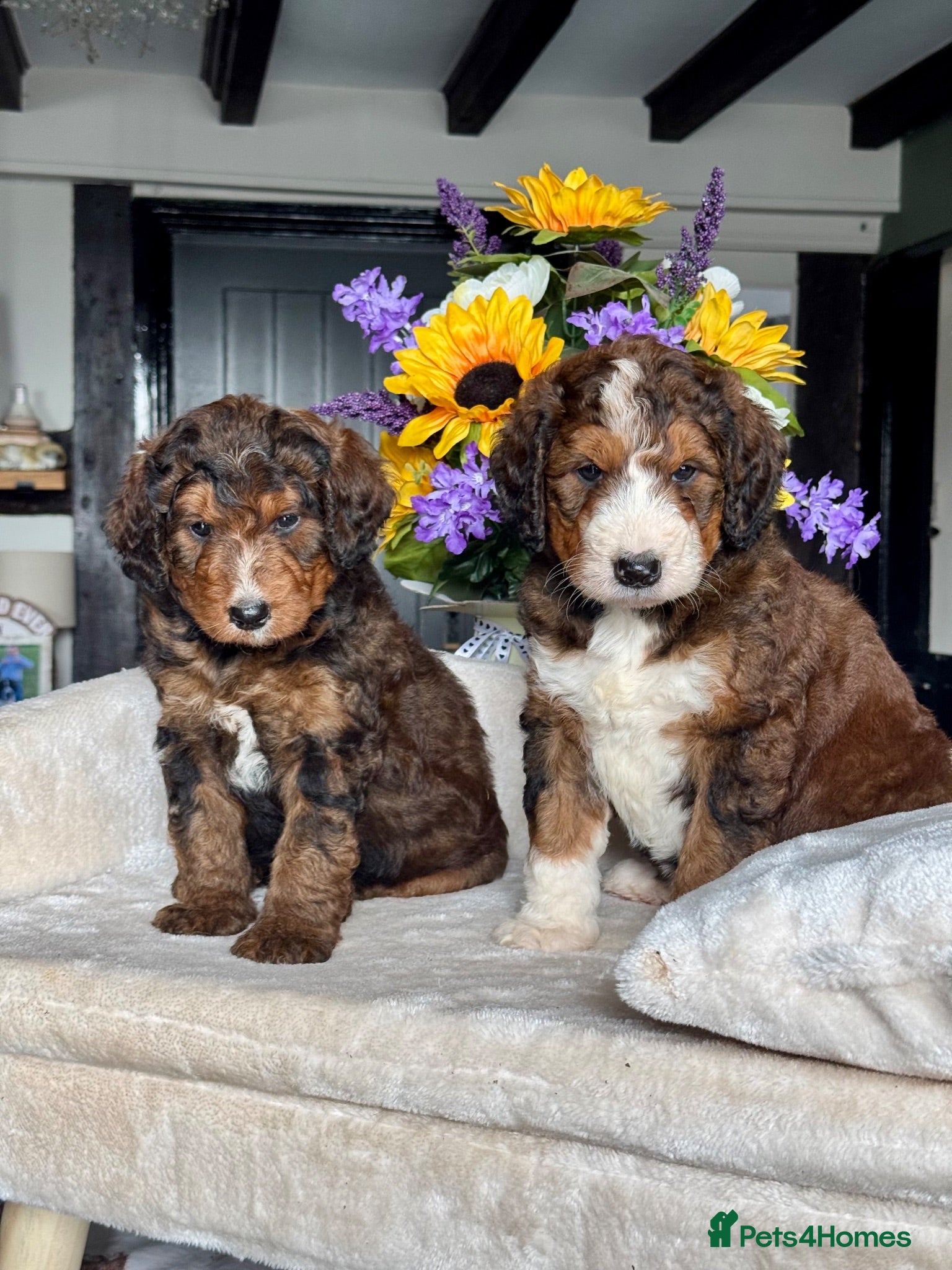 Bernedoodle dogs 4 gorgeous medium size bernedoodle puppies  - Advert 1
