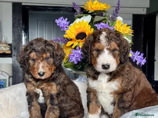 Bernedoodle dogs 4 gorgeous medium size bernedoodle puppies - Advert 1