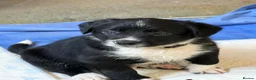 Sprollie dogs for sale: Springer x Collie in Lydney - Advert 21