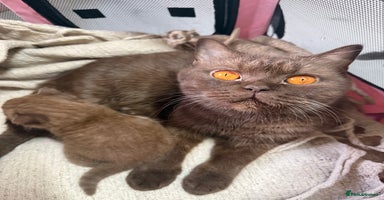 British Shorthair cats - Advert 12