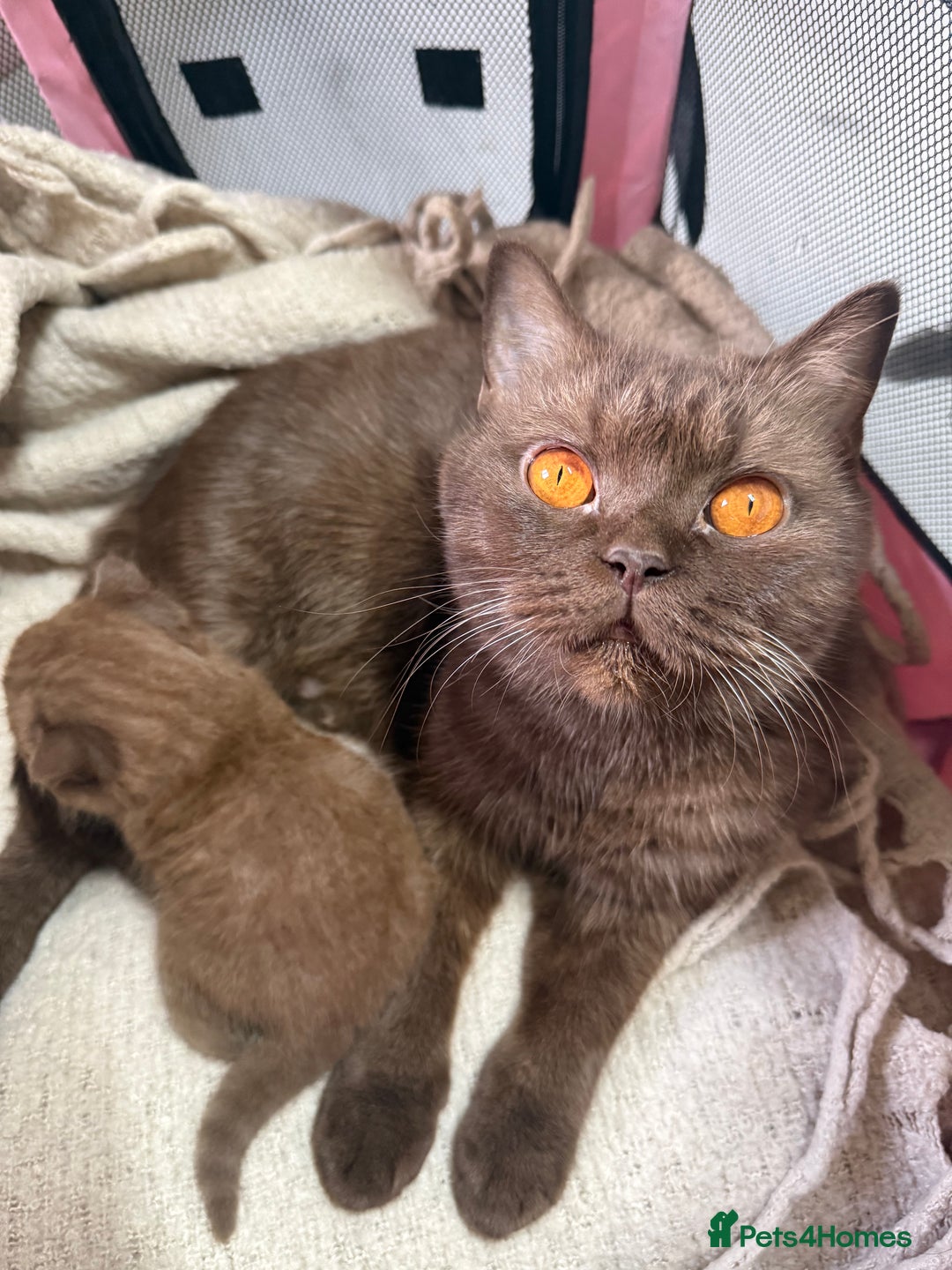 British Shorthair cats for sale: Rare Cinammon British Shorthair Princess - Image 2