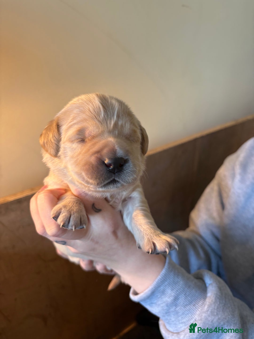 Golden Retriever dogs for sale: 1 female Golden Retriever Pup left for sale🥰🏡 - Advert 7