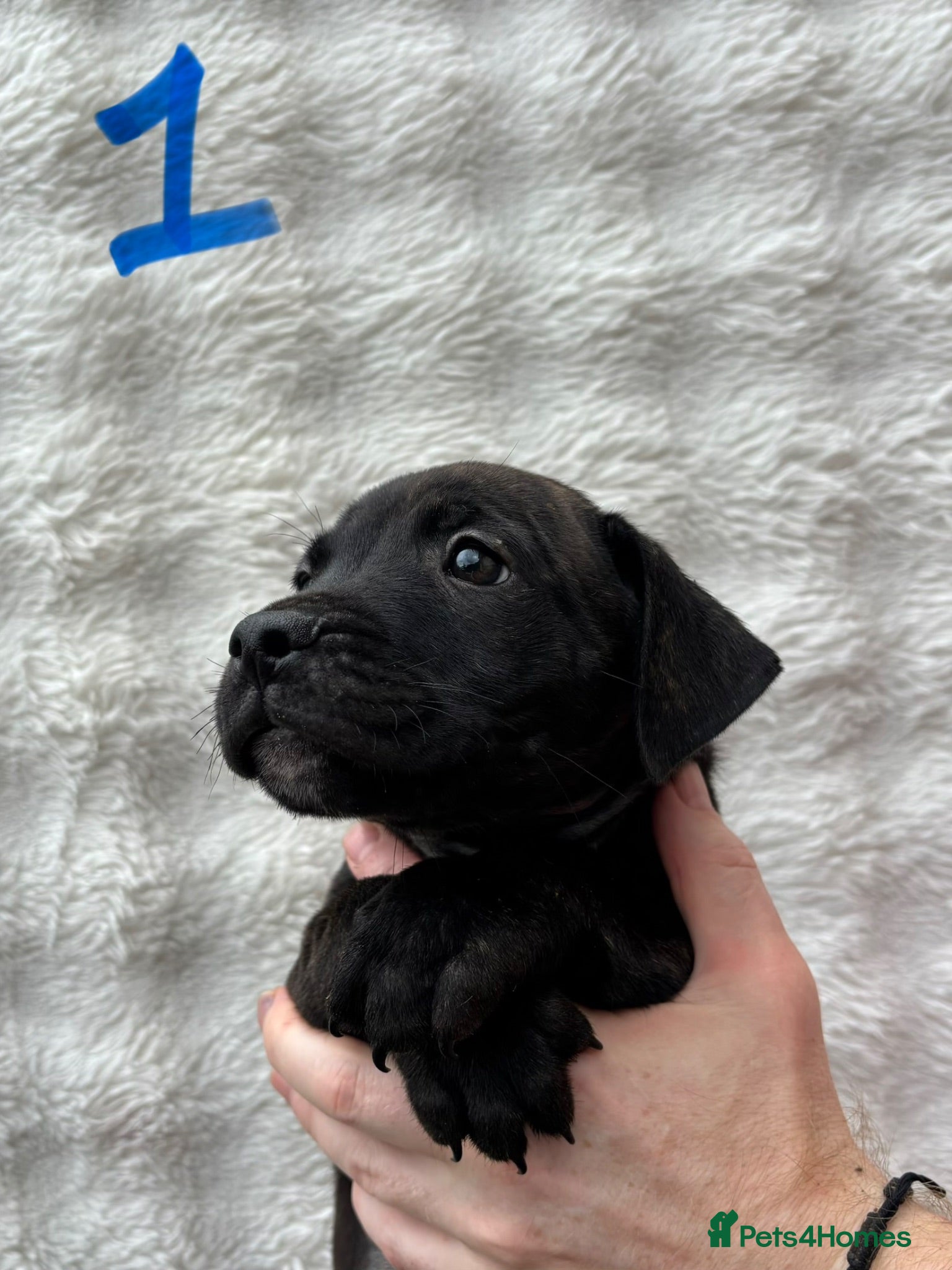Staffordshire Bull Terrier dogs Beautiful Litter of 11 Staffy Puppies  - Advert 11