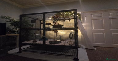 Sugar Glider rodents - Advert 8