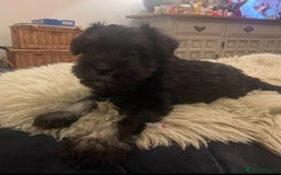 Miniature Schnauzer dogs for sale: KC reg Beautiful miniature Schnauzer puppies  - Image 3