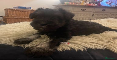 Miniature Schnauzer dogs - Advert 15