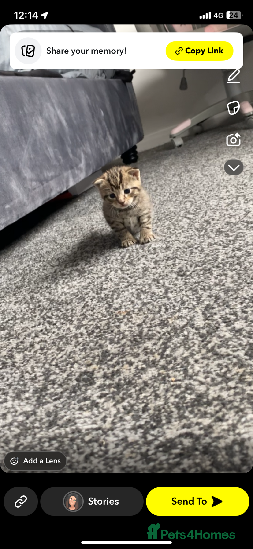 Mixed Breed cats for sale: Adorable kittens forsale  - Image 2