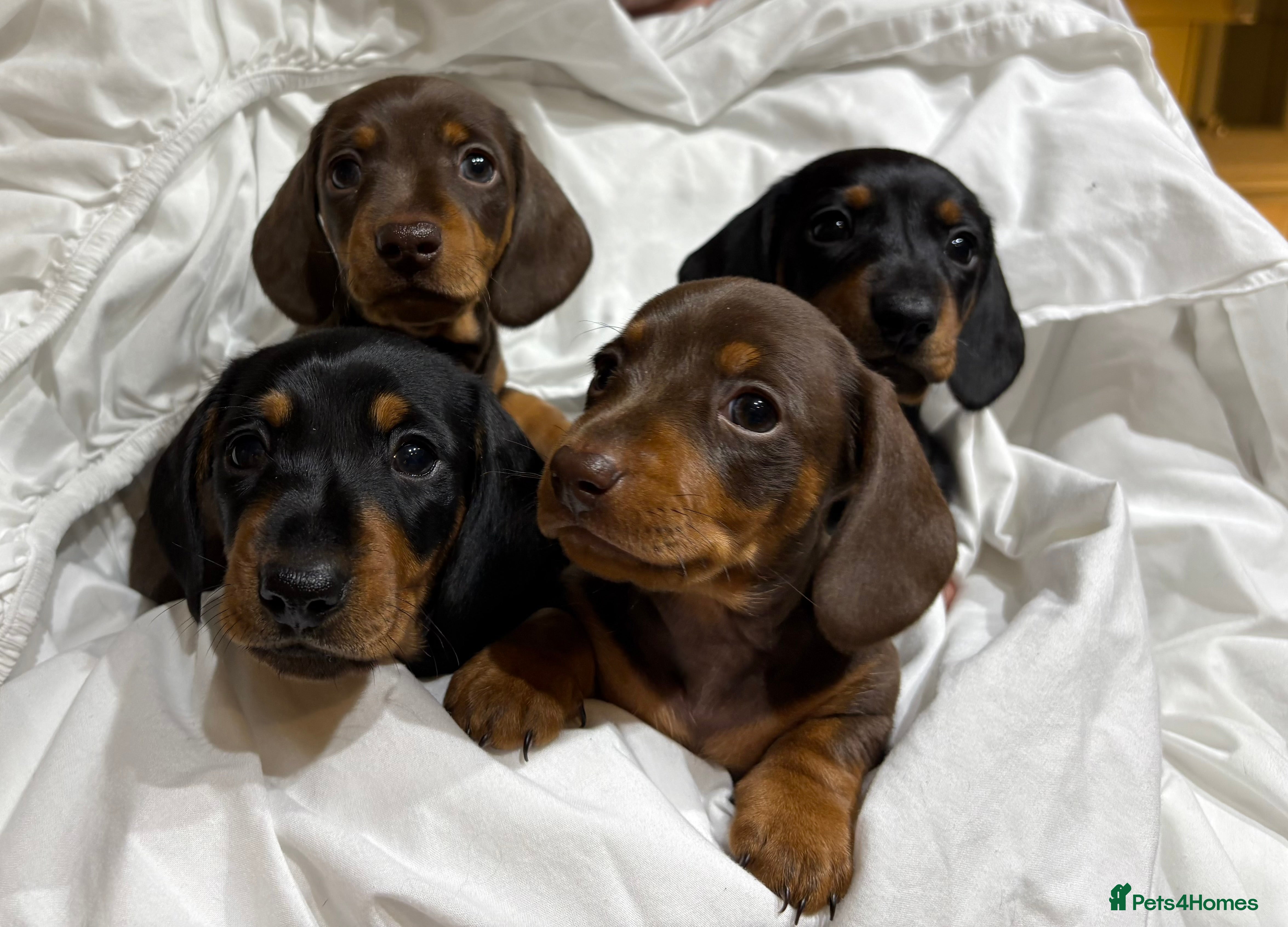 Miniature Dachshund dogs 🐾MINIATURE SMOOTH HAIRED DACHSHUND PUPPIES🐾 - Advert 9