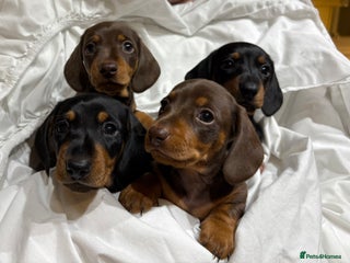 Miniature Dachshund dogs 🐾MINIATURE SMOOTH HAIRED DACHSHUND PUPPIES🐾 - Advert 9