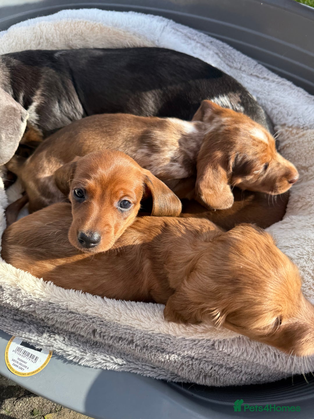 Miniature Dachshund dogs for sale: Miniature dachshund - Image 3