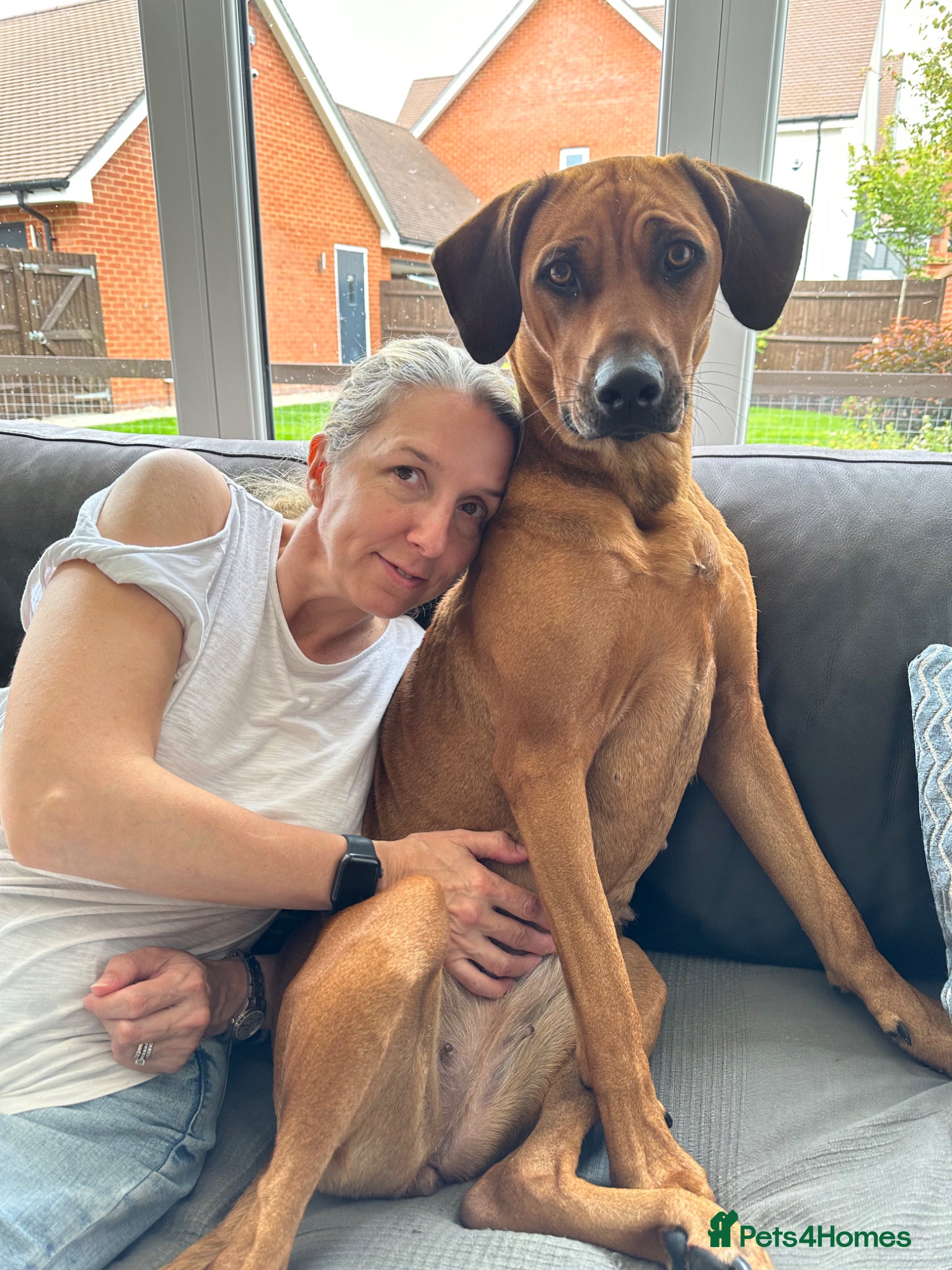 Rhodesian Ridgeback dogs for sale: Rhodesian Ridgeback puppies due 26th June 2026 in Stockbridge - Advert 17