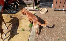 Cocker Spaniel dogs for sale: Red Cocker spaniel male  - Image 2