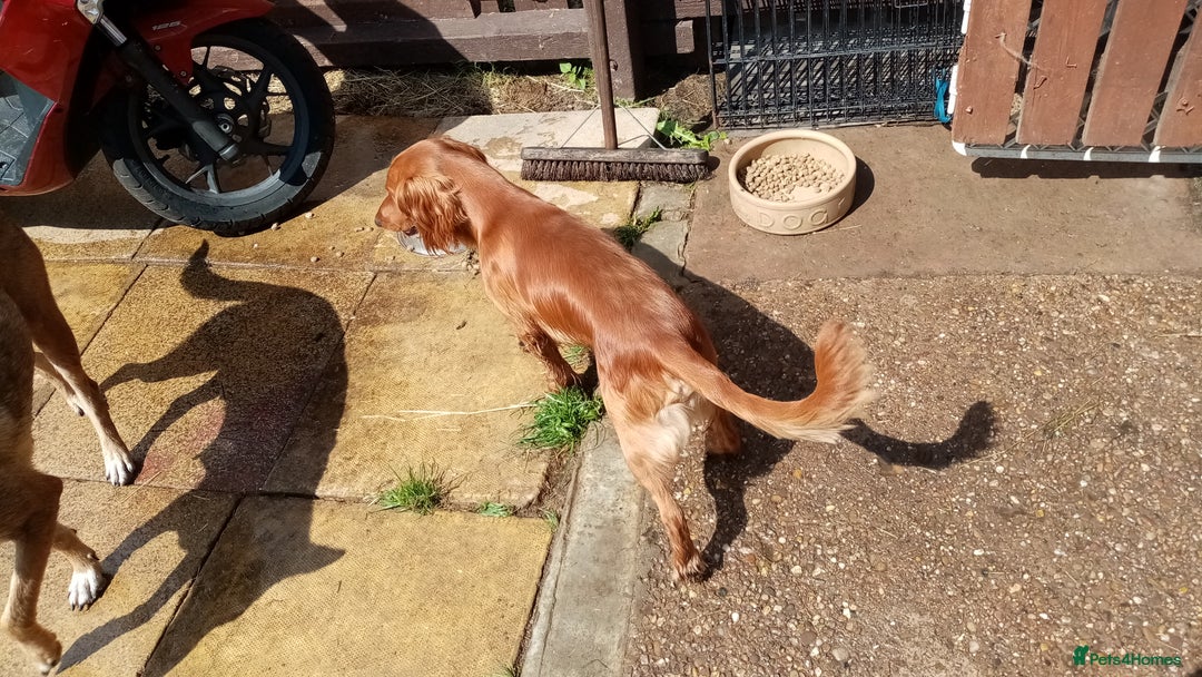 Cocker Spaniel dogs for sale: Red Cocker spaniel male  - Image 2