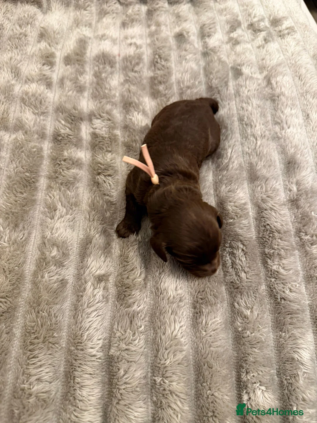 Cavapoo dogs for sale: Beautiful fluffy bears  - Advert 6