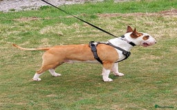 Bull Terrier dogs for stud: English Bull Terrier STUD dog - Image 14