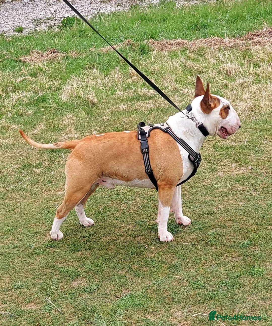 Bull Terrier dogs for stud: English Bull Terrier STUD dog - Image 14