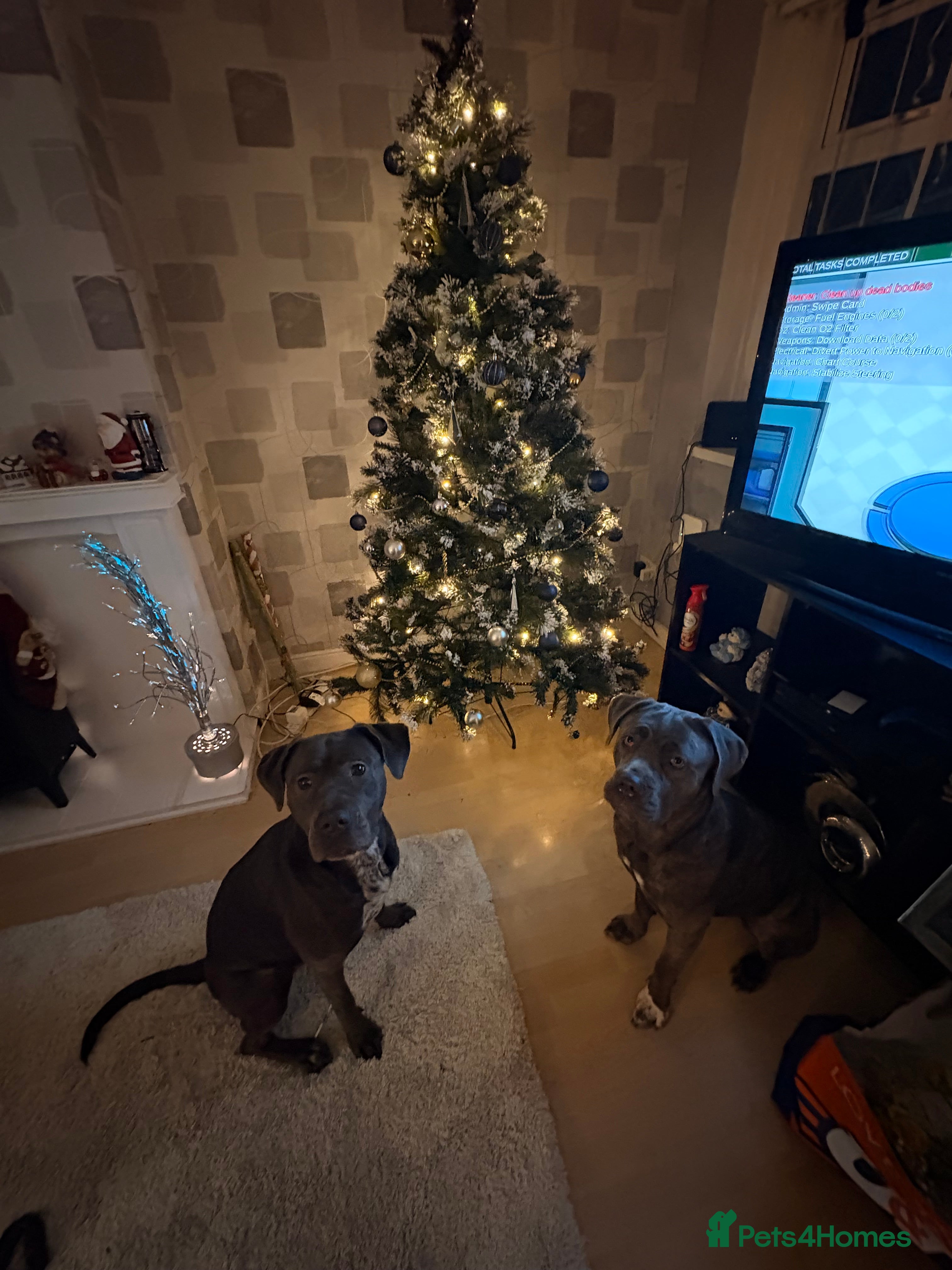 Cane Corso dogs 4 cane corso puppies for sale  in Sunderland - Advert 1