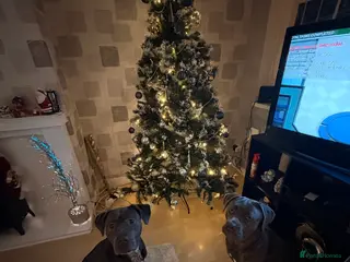 Cane Corso dogs 4 cane corso puppies for sale in Sunderland - Advert 8