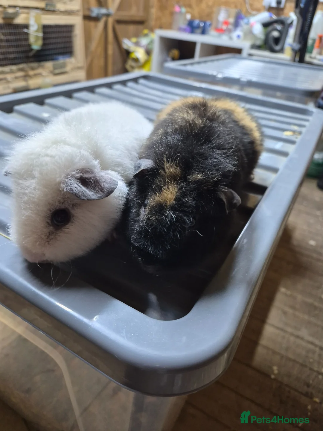 Guinea Pig rodents for sale: Teddy boys  - Advert 2
