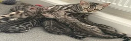 Bengal cats for sale: 2 TICA Active Bengal BOYS! - Advert 2