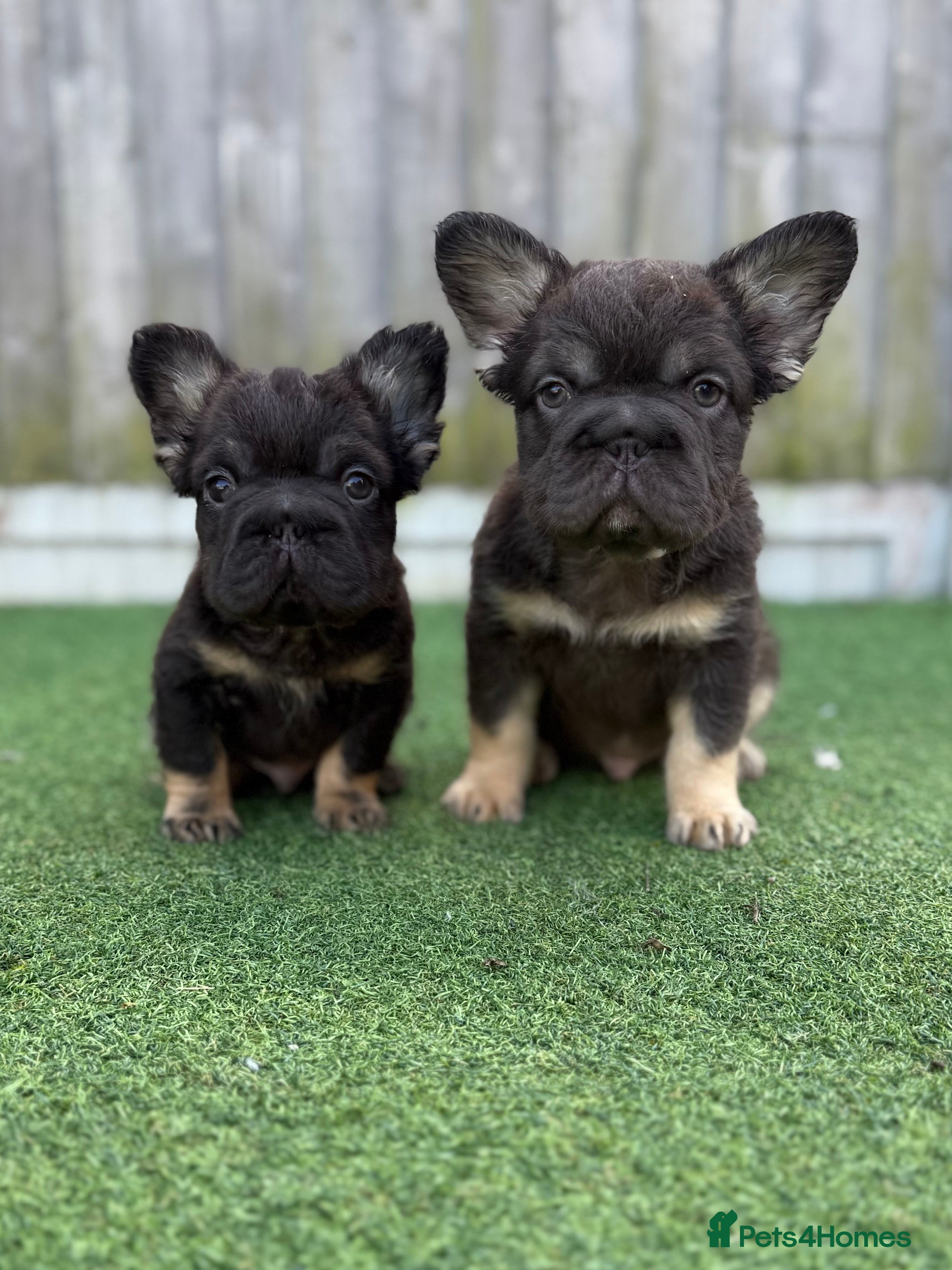 French Bulldog dogs Ready to leave - Full fluffy French bulldogs  - Advert 12