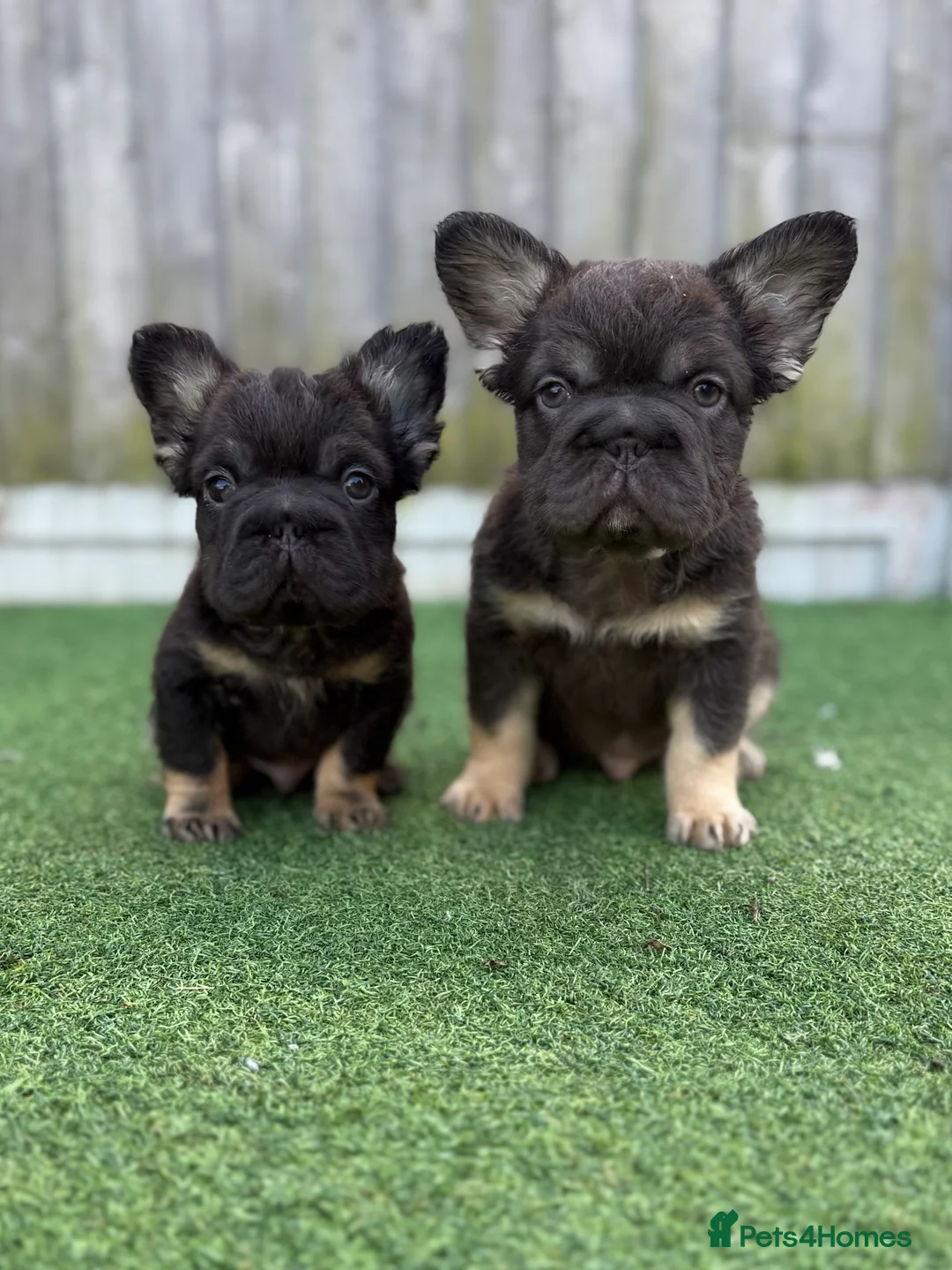 French Bulldog dogs for sale: Ready to leave - Full fluffy French bulldogs  - Advert 1